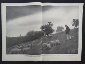 1905 Orig. Pastor plegable central 9x13 con ovejas de pastoreo, carnero Dorsett, 2 lados - Imagen 1 de 3
