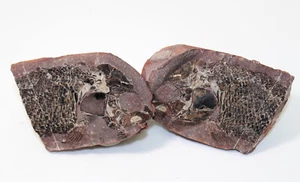 Pesce, Lepidotes jurongensis, Triassico, Qinglong Fm, provincia di Jiangsu, Cina-b55 - Foto 1 di 6