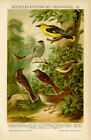 Singvögel Pirol Teichrohrsänger Nachtigall Plattmönch  Chromolitho ca. 1898