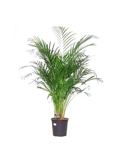 Planta Natural Areca. Palmera Madagascar. Interior. Maceta 24cm. - Imagen 1 de 3