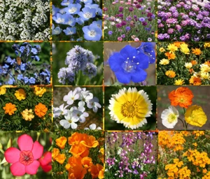 WILDFLOWER MIX SHORT CREEK - 1 Oz Bulk Seeds - Picture 1 of 1