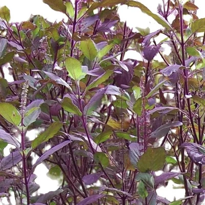 Red Leaf Holy Basil Seeds, NON-GMO, (Tulsi).  Free Shipping! - Image 1 of 2