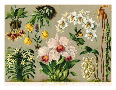 ORQUÍDEAS 1892 Estampado Antiguo Vintage Original CromoLitografía Flores Impresión Foto 1 de 4
