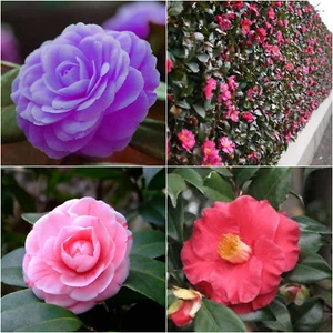 Camellia Seeds Japanese Japonica Purple Pink White Red Flower Hedge Shrub Seed - Picture 1 of 4