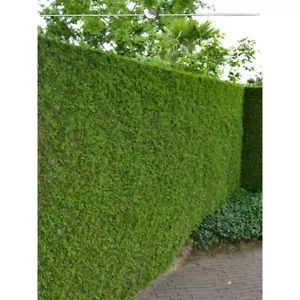 Lebensbaum Thuja Brabant 100-120 cm. 30 Koniferen. Immergrüne Heckenpflanze - Bild 1 von 4