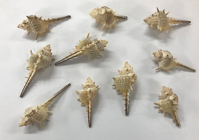 Murex Turnispina Shells Pack Of 10 - Seashells - Arts And Crafts • 5.91€