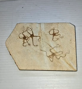 4 estrellas de mar fósiles - Imagen 1 de 19