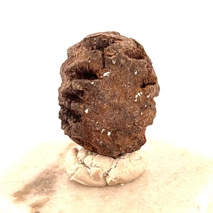 Mammutbaum Kegel, Tertiärzeit, North Dakota, USA 20x20x27mm - Bild 1 von 4