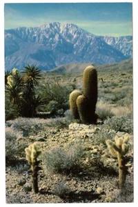 Postal Vintage Arizona A Desert Panorama Cholla y Barril Catus Clathworthy - Imagen 1 de 2