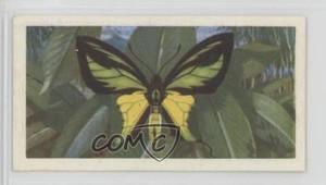 1964 Brooke Bond Butterflies of the World Papillio #18 1i3