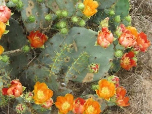 3 Texas PRICKLY PEAR CACTUS Pads OPUNTIA LINDHEIMERI Cutting Orange Red & Gold - Picture 1 of 9
