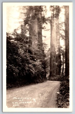 RPPC Redwoods Of California Dirt Road Canopy Of Trees CA C1930s Postcard Z9 - Image 1 of 2