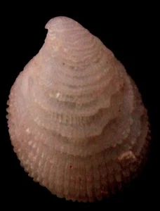 seashell Antisabia foliacea 10-11mm Gem/F+++ - Picture 1 of 2
