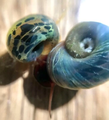 10 caracoles leopardo azul vivo Ramshorn para acuario/estanque de agua dulce Foto 1 de 2