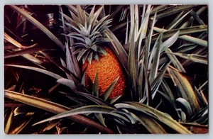 Pineapple Growing in Hawaii - Picture 1 of 2