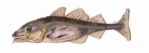 Chatarra de pescado troquelada victoriana - Imagen 1 de 2