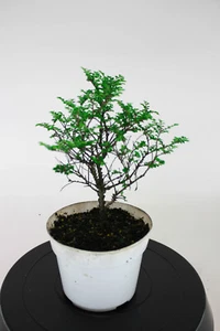 Seiju Chinese Elm (Ulmus Parvifolia 'Seiju') Pre-Bonsai Tree - 6 Inch - Picture 1 of 4