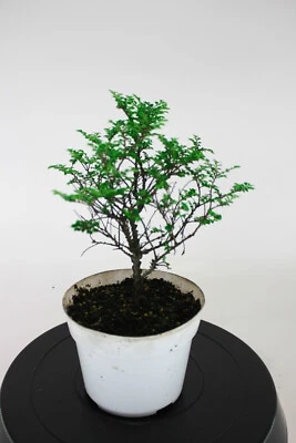 Seiju Chinese Elm (Ulmus Parvifolia 'Seiju') Pre-Bonsai Tree - 6 Inch - Image 1 of 4