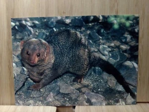 Tarjeta coleccionable Cardz #35 1993 Zoológico de San Diego🏆PUBLICACIÓN GRATUITA - Imagen 1 de 2