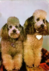 Poodles Portrait Canadian Postcard - Picture 1 of 2