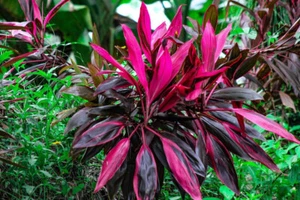 Cordyline fruticosa seeds , 100 seeds !!! - Picture 1 of 3
