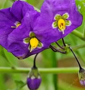Thunbergia Erecta King’s Mantle Purple 7 Unrooted 6" Live Flower Plant Cuttings - Picture 1 of 2