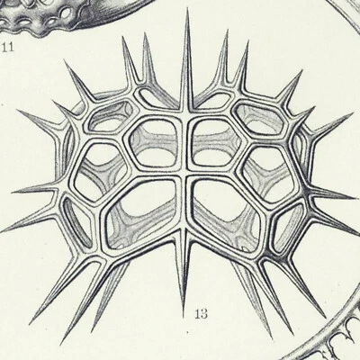 1899 年 ERNST HAEKEL KUNSTFORMEN 稀缺原装对开式:Tafel 22 Radiolaria — 第 1/4 张图片