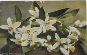 Vintage Florida Linen Postcard Citrus Orange Blossoms - Picture 1 of 2