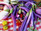 51+long Purple Eggplant Seeds Organic Italian Heirloom Summer Garden Container