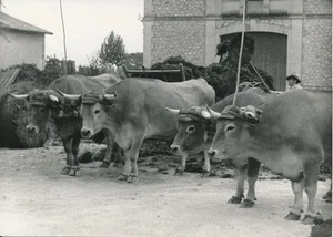 CAMARGUE c. 1950 - Boeufs attelés  Bouches-du-Rhône  - P1072 - Imagen 1 de 2