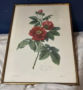 Large Antique Print By Jean Godefroy Of A Gerard Van Spaendonck Rose Circa 1800 - Picture 1 of 5