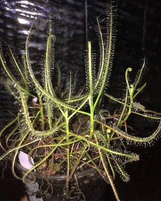 Semillas de "flor rosa" Drosera serpens, planta tropical anual carnívora rocío solar Foto 1 de 2