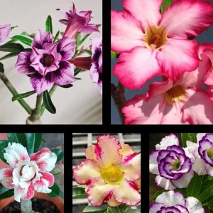 Adenium Rosa Del Desierto, 5 Plantas Con Raíz - Picture 1 of 2