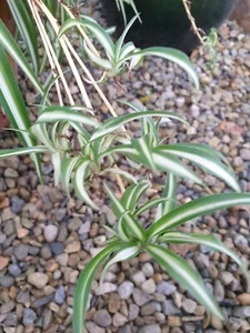 3 Rooted Baby Spider Plants / Cuttings Popular Indoor House Plant - Picture 1 of 5