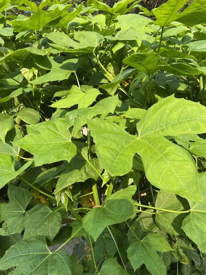 10 Hawaii Chaya Maya Tree Spinach Cuttings Volcanic Soil Superfood Cnidoscolus - Image 1 of 4