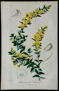 1842 - Boissieue Stems Grêles - engraving antique - Botany - Fabacées - Picture 1 of 3
