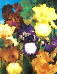 8 Bearded Iris Bulb Rhizomes - Beautiful Mixed Colors - Fresh Perennials - Picture 1 of 4