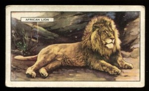 Tobacco Card, Gallaher, WILD ANIMALS, 1937, African Lion, #7