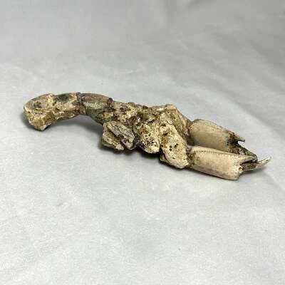 Spectacular Indonesian Fossilized Lobster - Image 1 of 4