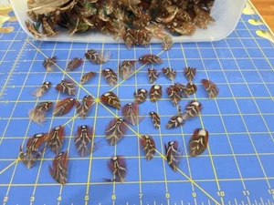 Y1 Lote De 50 Plumas Corporales Temminck Tragopan Faisán Punto Manchado - Imagen 1 de 1