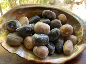 1X Petrified Palm Root Tumbled 20-30mm Reiki Healing Crystal Peace Third Eye - Picture 1 of 8