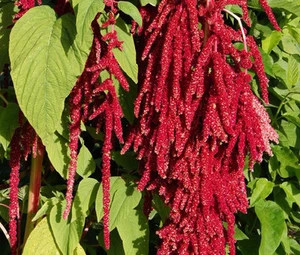AMARANTHUS LOVE LIES SANGRANDO ROJO Amaranthus Caudatus - 500 semillas a granel - Imagen 1 de 1