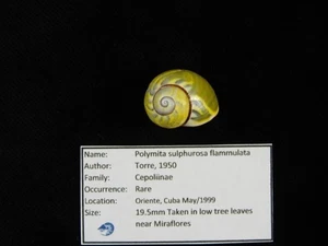Caracol terrestre Polymita sulfurosa flammulata 19,5 mm ID#9539 - Imagen 1 de 4