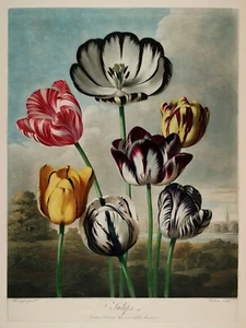Temple of Flora : "Tulips" (1807) — Giclee Fine Art Print - Picture 1 of 7