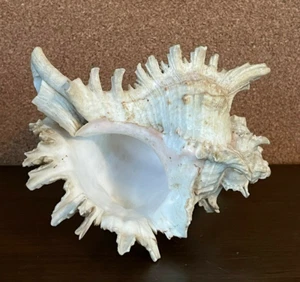 Vintage Giant 5.5" Venezuelan Beach Seashell - Picture 1 of 11