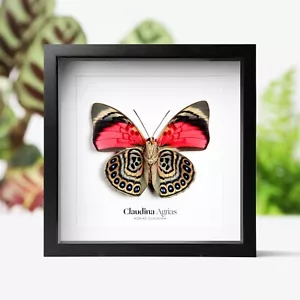 Claudina Agrias Schmetterling Insekt Käfer Entomologie Taxidermie Kastenrahmen Wohndeko - Bild 1 von 3