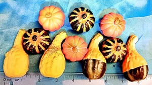 10 Piece - Faux Gourd & Mini Pumpkins Realistic Autumn Fall Harvest Decor - Picture 1 of 3