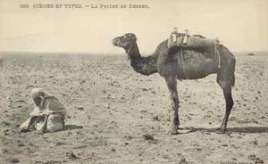 Escenas Y Tipos N° 283 - Oración En El Desierto (E3451) - Imagen 1 de 1