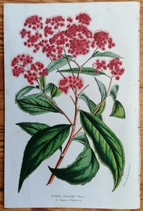 Van Houtte Originaldruck Botanik Spirea callosa aus Japan - 1850 - Picture 1 of 1