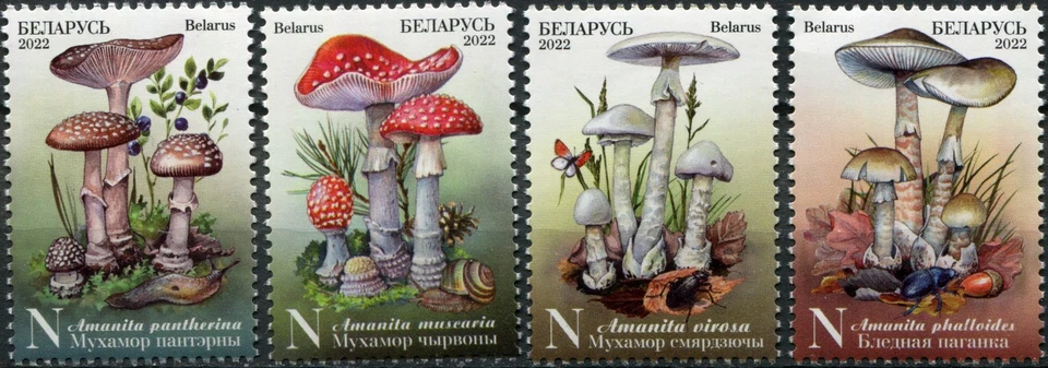 白俄罗斯 2022。 白俄罗斯有毒蘑菇 (全新邮票 * ) 4 件套邮票 — 第 1/1 张图片